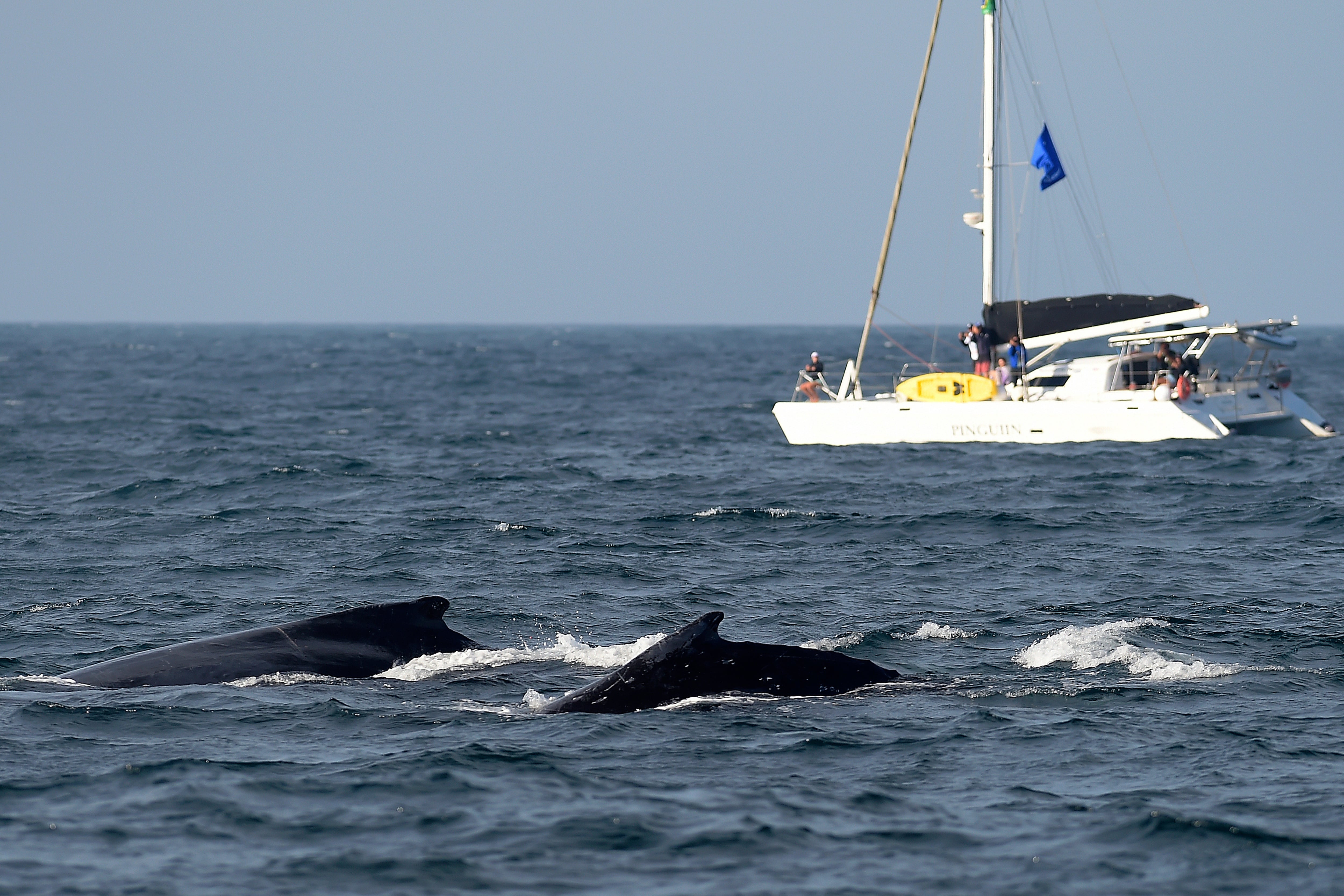 Unas ballenas jorobadas salen a la superficie cerca de una embarcación del Proyecto Ballena Jorobada durante una actividad de seguimiento frente a la costa de Río de Janeiro, Brasil, el martes 30 de junio de 2026 (Foto AP/Dhavid Normando)