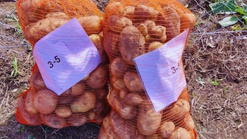 Papas más resistentes: logran proteger el cultivo frente a dos de los virus más dañinos