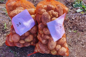 Investigadores desarrollaron líneas de papa Kennebec con resistencia simultánea a dos virus clave sin afectar rendimiento ni calidad