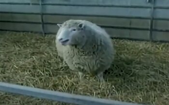 Desde el nacimiento de Dolly,