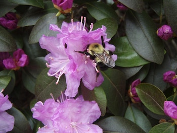 El pequeño estado del noreste