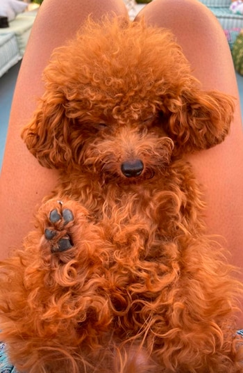 Abú, el Caniche de la