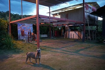 Kira, el perro de la