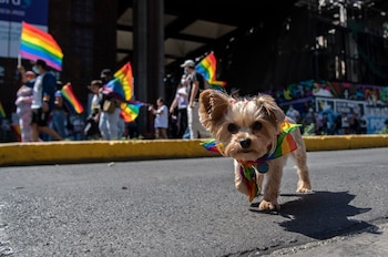 El proyecto, que debe ser