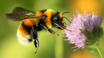 Desde abejas melíferas y abejorros