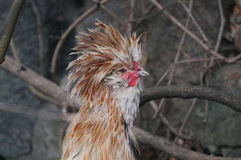 Prefieren el clima cálido debido