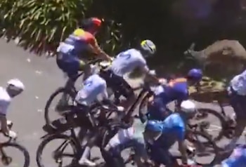 Un canguro en medio de