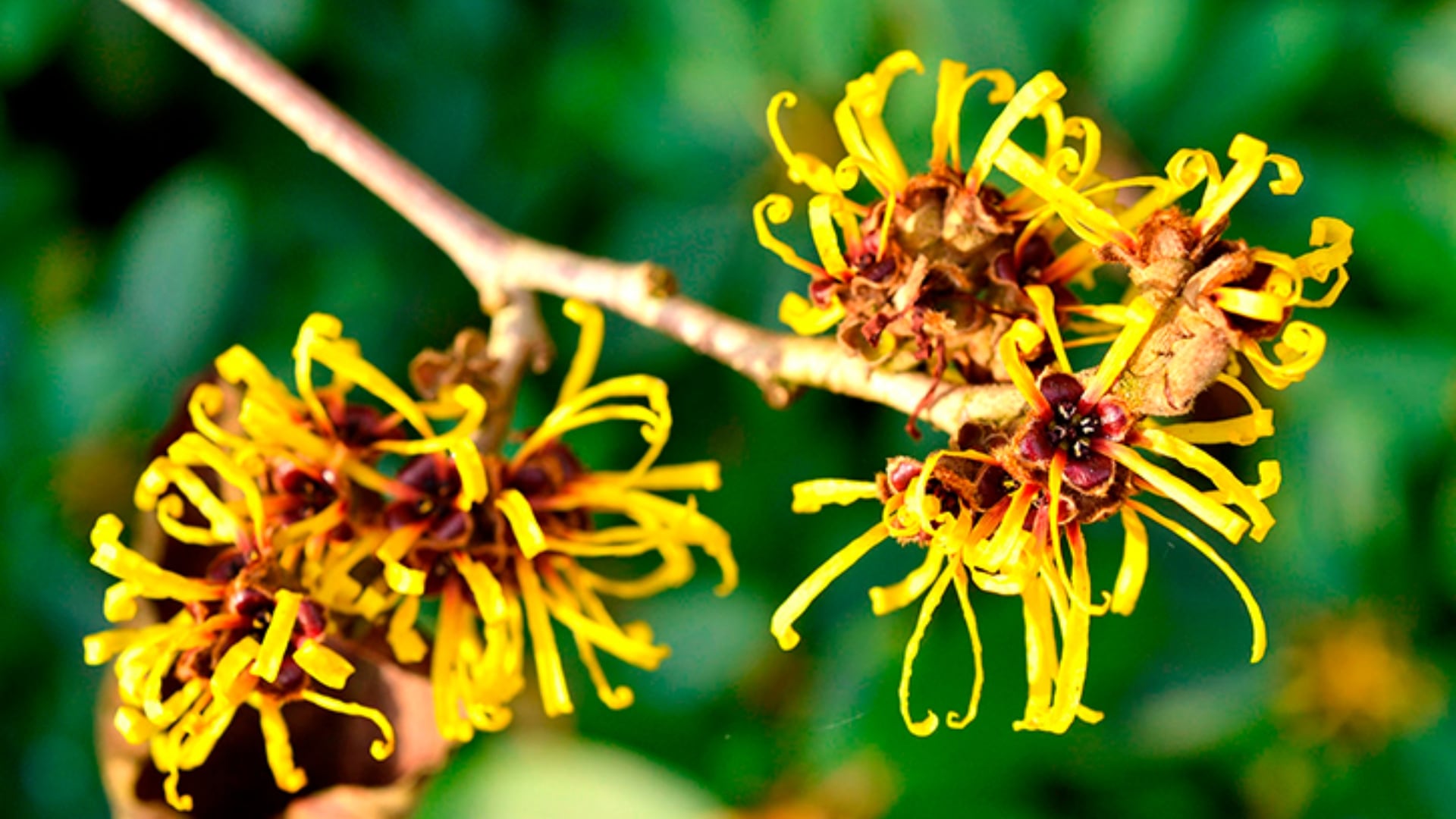 La hierba que combate de forma eficaz várices, arañas vasculares y venas varicosas en piernas, según la UNAM (Wikipedia)