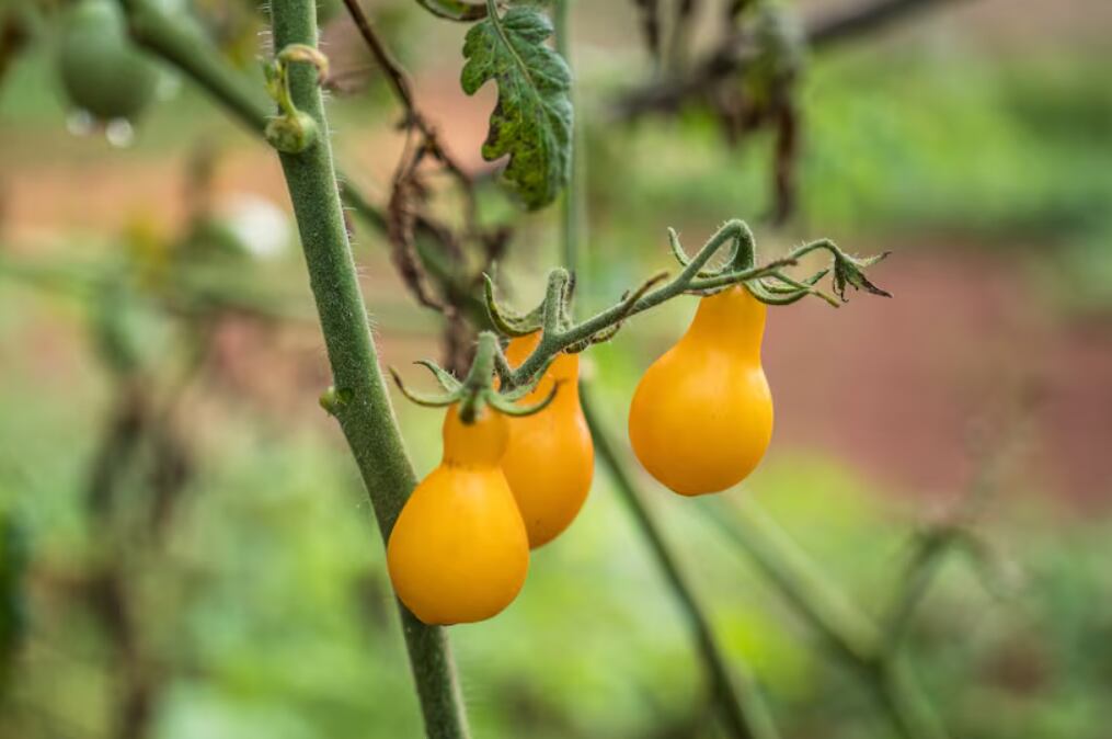 Las peritas amarillas destacan en la huerta por su abundancia y dulzura, ideales para ensaladas frescas o recetas de conserva (AP)