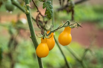 Las peritas amarillas destacan en