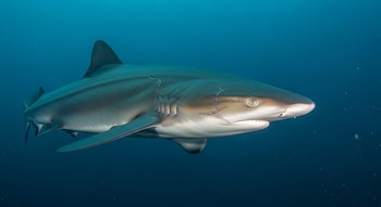 Tiburón de Groenlandia grisáceo con cicatrices visibles, nadando lentamente en aguas profundas de tonos azul verdoso. Enfoque nítido en el ojo y la cabeza.