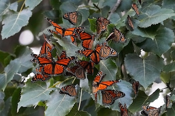 Canadá incluyó a las monarcas en peligro en 2023, mientras que en México tienen un estatus de protección especial (AP/Sue Ogrocki)