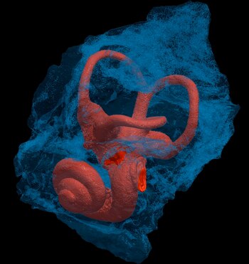 Fotografía cedida por el Instituto
