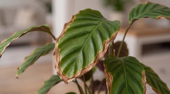 PLANTAS HABLAN DECO