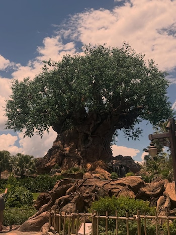 El Árbol de la Vida en Disney's Animal Kingdom, un árbol grande con follaje verde y tronco intrincadamente tallado, bajo un cielo azul con nubes