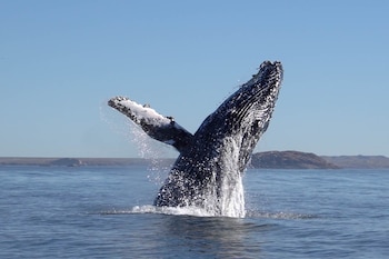 Fotografía cedida este 30 de abril por la Fundación Rewilding en la que se captó a una ballena jorobada bautizada como 'Popa', que fue monitoreada en su viaje migratorio entre la Patagonia Argentina y la Antártida,en el Parque Provincial Patagonia Azul, en Chubut (Argentina). EFE/Fundación Rewilding
