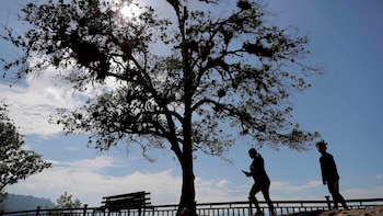 Honduras celebra el día del árbol, con amenazas de deforestación e incendios que ponen en riesgo el futuro de sus bosques