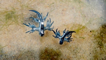 ¿Qué pasa si tocas un Dragón Azul? Este pequeño molusco también podría llegar a Jalisco y Guerrero