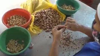 Qué es el marañón y por qué podría ser más rentable que el arroz en Colombia: esto vale una tonelada de la fruta