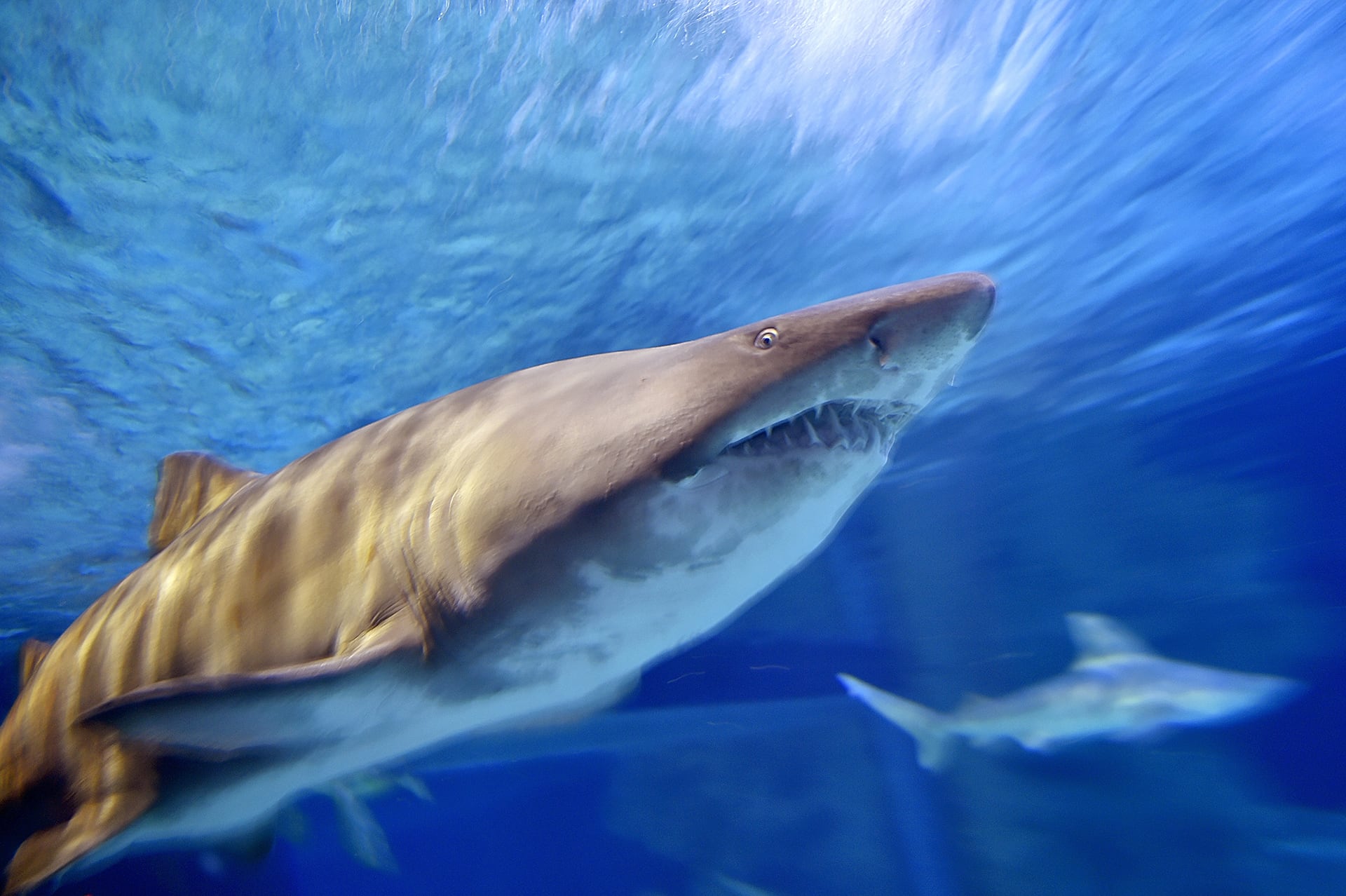 Un tiburón toro nada en el Ocearium de Le Croisic, Francia, en una imagen de archivo. Expertos señalaron que esta especie es una de las principales sospechosas del ataque que mató el domingo a un pescador en la Gran Barrera de Coral. (AFP/Loic Venance)