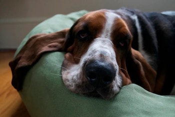 El Basset Hound se destaca