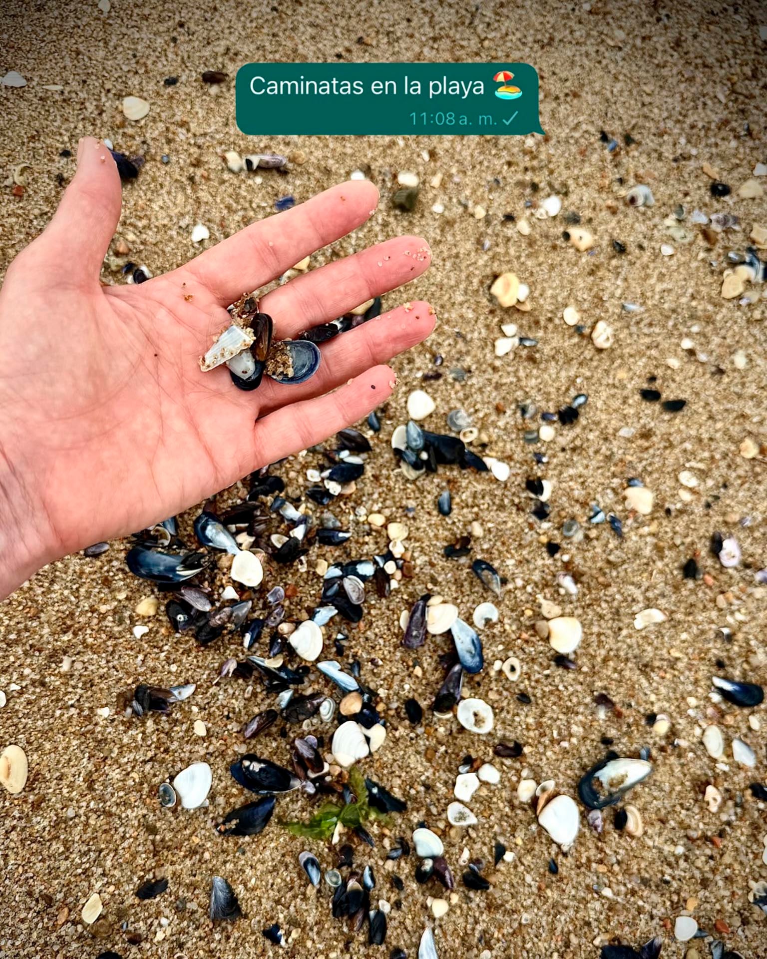 Mazzocco mostró su recogida de conchas marinas recogidas durante una caminata por la playa
