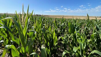 Concluyó la siembra de maíz