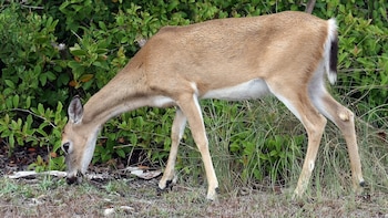 Un pueblo del estado de