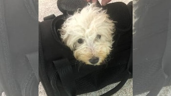 El canino fue abandonado en