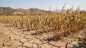 Plantas secas de maíz sobre suelo de tierra arcillosa agrietada con colinas áridas al fondo.