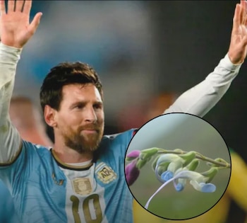 La doble i de messii responde a las reglas de latinización botánica, el nombre expresa una dedicatoria formal a Lionel Messi