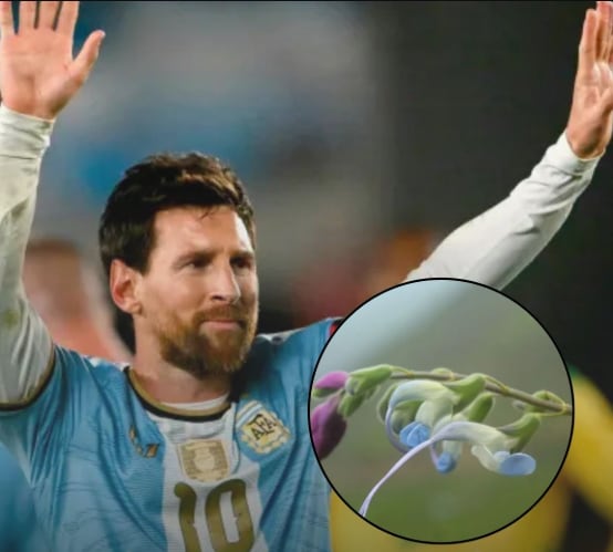 La doble i de messii responde a las reglas de latinización botánica, el nombre expresa una dedicatoria formal a Lionel Messi
