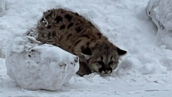 Los cachorros fueron vistos sin