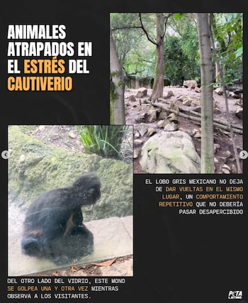 A finales de julio, la organización reportó que las condiciones de macacos y antílopes en el emblemático zoológico también son motivo de denuncia.