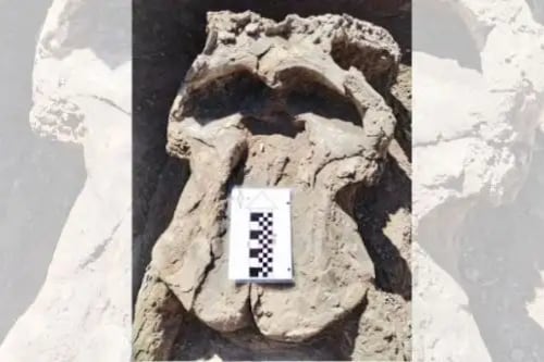 Encontraron fósiles y cráneos de mastodontes en el distrito de Chambará. Ingemmet