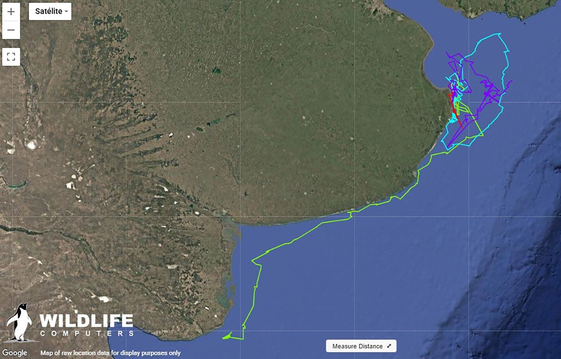 Este mapa satelital del Mar Argentino y la costa de Argentina ilustra la detallada trayectoria de una tortuga laúd, revelando sus complejos patrones de movimiento en las aguas