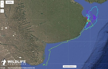Mapa satelital del Mar Argentino y la costa de Argentina con líneas de colores que representan el recorrido de una tortuga laúd; se ve el logo de Wildlife Computers