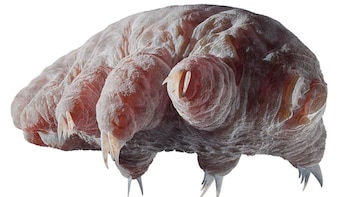 Este curioso animal puede estar