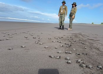 El trabajo busca proteger tanto a las tortugas como a los ecosistemas marino costeros donde se reproducen. (MiAmbiente)