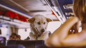 La normativa determina que cada