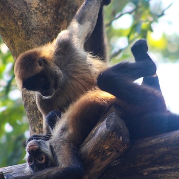 El cierre definitivo de zoológicos