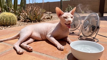 Un gato sphynx sin pelo yace en el suelo de terracota. Cerca hay dos ventiladores de agua, un cuenco con hielo y cactus en el fondo.