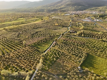 La Unión Europea registra la nueva Denominación de Origen Protegida aceite Valle del Tiétar (Ministerio de Agricultura)