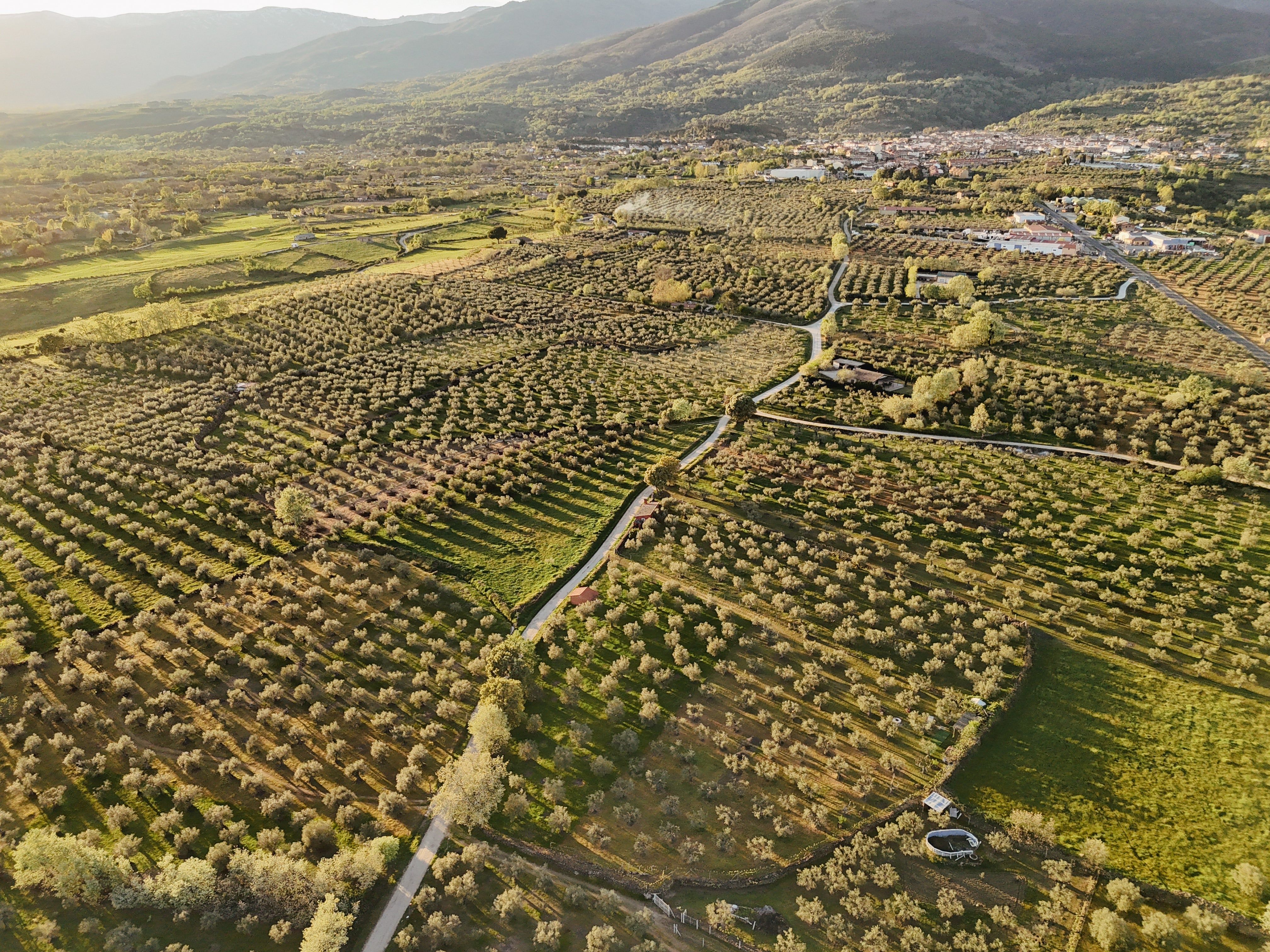 La Unión Europea registra la nueva Denominación de Origen Protegida aceite Valle del Tiétar (Ministerio de Agricultura)