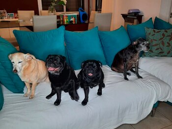 Las mascotas de Mar Tarrés: