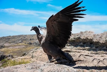 El cóndor andino (Vultur gryphus)