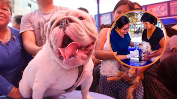 Brigada Pet: Municipalidad de Lima ofrecerá atención veterinaria gratis para mascotas este 7 de julio