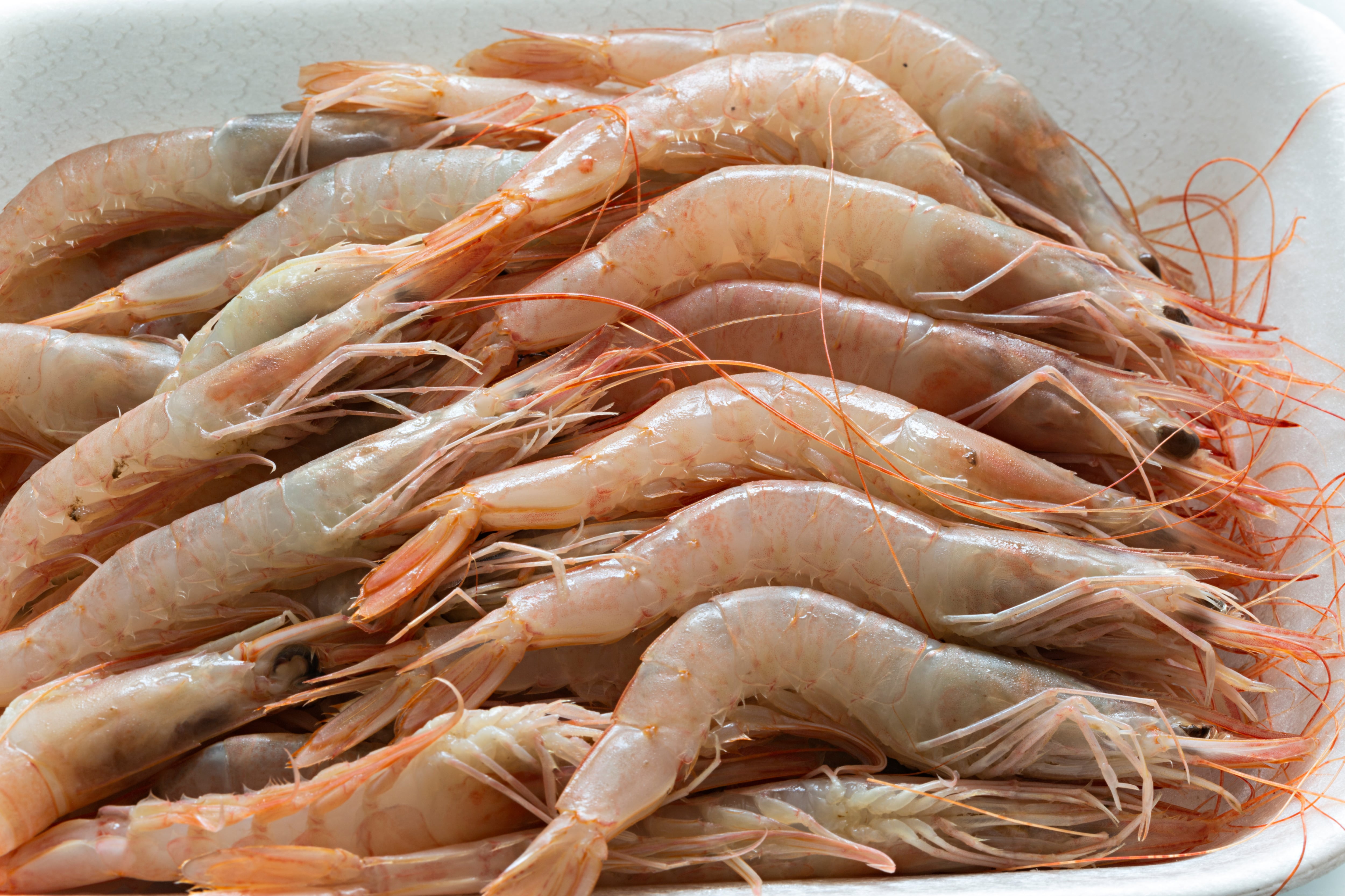 Gamba blanca fresca de Huelva (Adobe Stock)