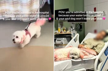 La perrita mostró una conducta