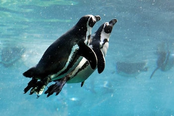 Dos pingüinos sumergidos en agua clara de color azul con pequeñas burbujas